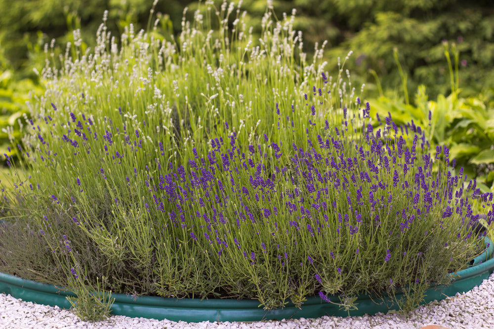 Lavender Plants - 'Fathead' - 3 x Full Plants in 9cm Pots