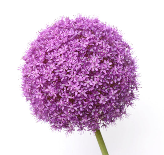 Spring Bulbs - Allium 'Purple Sensation' - 24 x Premium Quality Bulbs