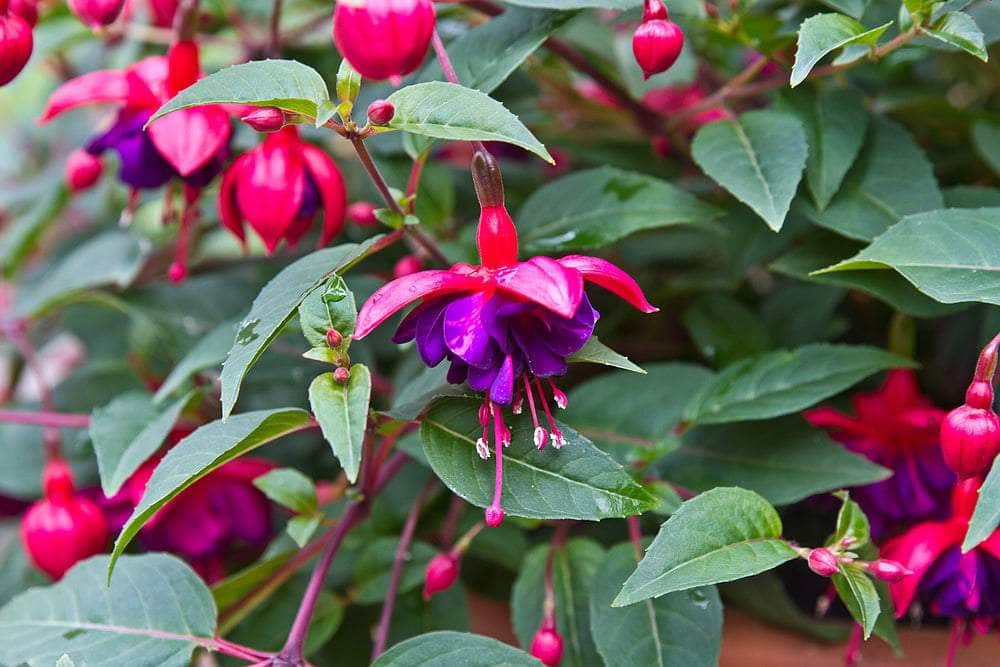 Fuchsia 'Dollar Princess' - 1 x Full Plant in 1 Litre Pot