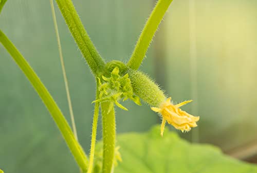 Vegetable Plants - Cucumber 'Petita' - 6 x Plug Plant Pack