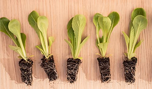 Lettuce 'Cut and Come Again' - 9 x Plug Plant Pack