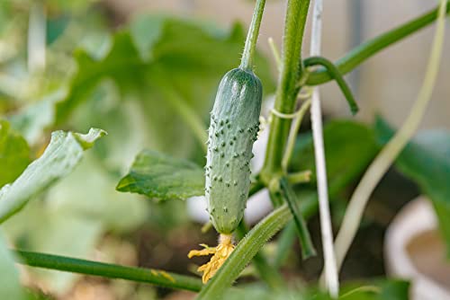 Vegetable Plants - Cucumber 'Petita' - 3 x Plug Plant Pack