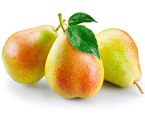 Fruit Trees Multi-Pack - Pear - 3 x Tall Plants in 10 Litre Pots - 1.5-1.8 Metre Height - Large Premium Quality Plants
