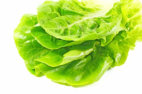 Salad Plants - Lettuce 'Cut and Come Again' - Garden Ready - 18 x Plug Plant Pack