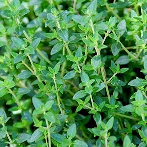 Herb Plants - English Thyme - 6 x Plug Plant Pack