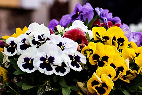 Pansy 'Delta Mix' - Full Plant Packs