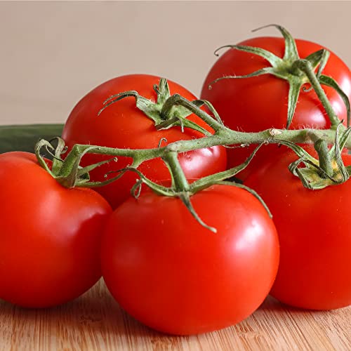 Tomato 'Shirley' - 3 x Large Plants in Pots