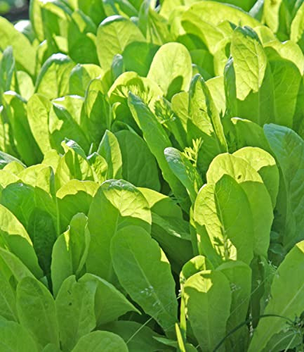 Lettuce 'Cut and Come Again' - 9 x Plug Plant Pack