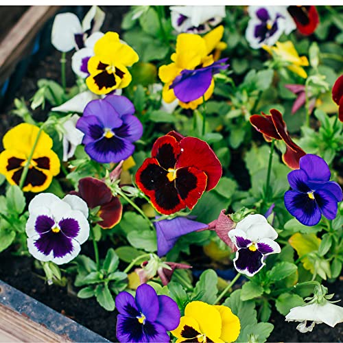 Flowering Plants - Pansy 'Platinum Jubilee Mix' - 20 x Full Plant Pack