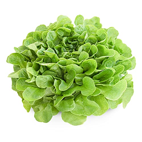 Salad Plants - Lettuce 'Cut and Come Again' - Garden Ready - 12 x Plug Plant Pack