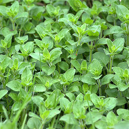 Herb Plants - Oregano - 3 x Full Plants in 9cm Pots