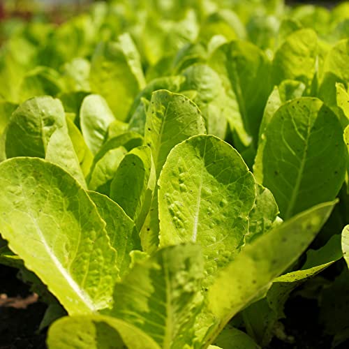 Salad Plants - Lettuce 'Cut and Come Again' - Garden Ready - 18 x Plug Plant Pack