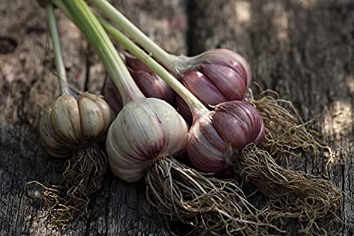 Garlic Growing Set - Mixed Garlic - 3 x Full Bulb Pack - Premium Quality Bulbs
