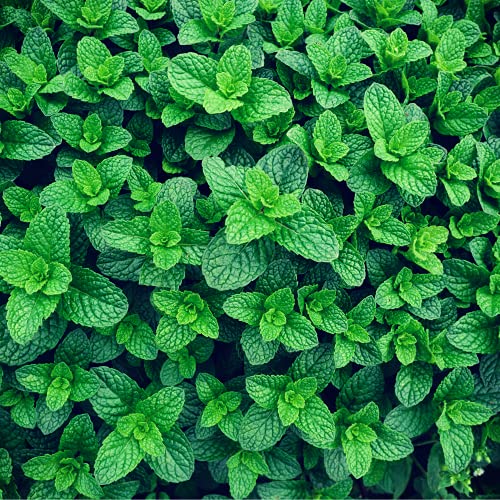 Herb Plants - Garden Mint - 18 x Plug Plant Pack