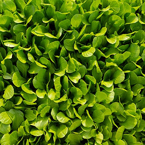 Lettuce 'Cut and Come Again' - 12 x Full Plant Pack
