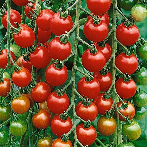 Tomato 'Gardeners Delight' - 18 x Plug Plant Pack