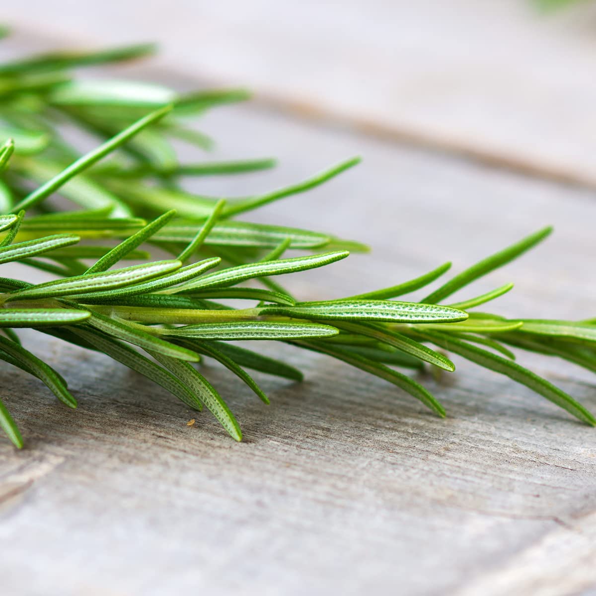 Rosemary - 100 x Seed Pack