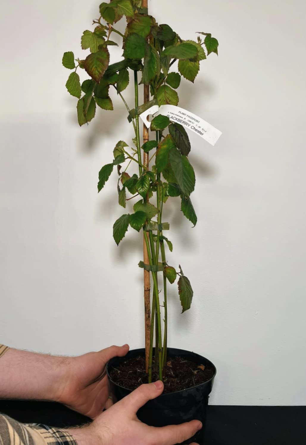 Fruit Plants - Blackberry - 1 x Full Plant in a 2 Litre Pot