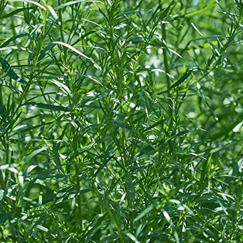 Herb Plants - Tarragon - 2 x Full Plants in 9cm Pots