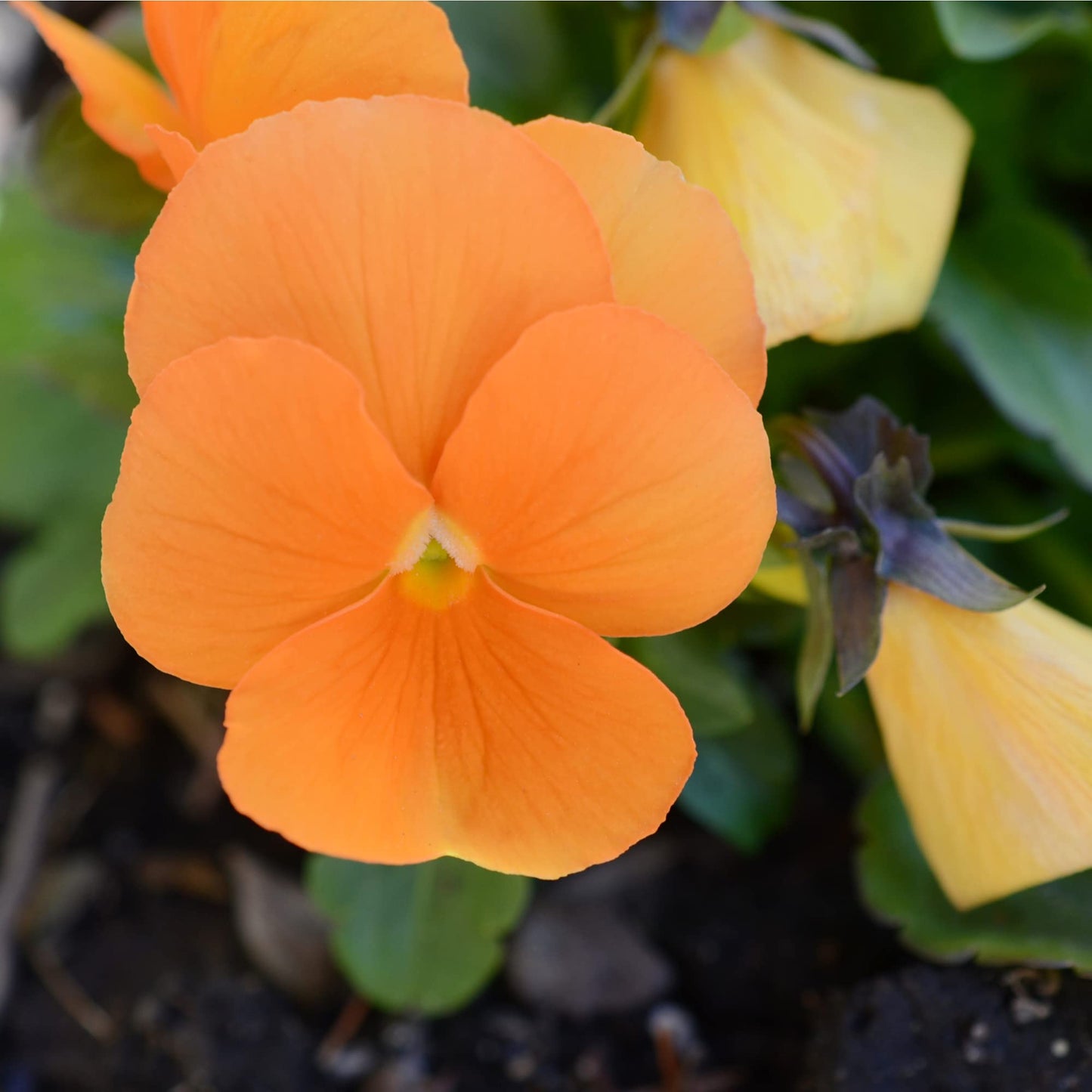 Pansy 'Clear Orange' - 6 x Full Plant Pack