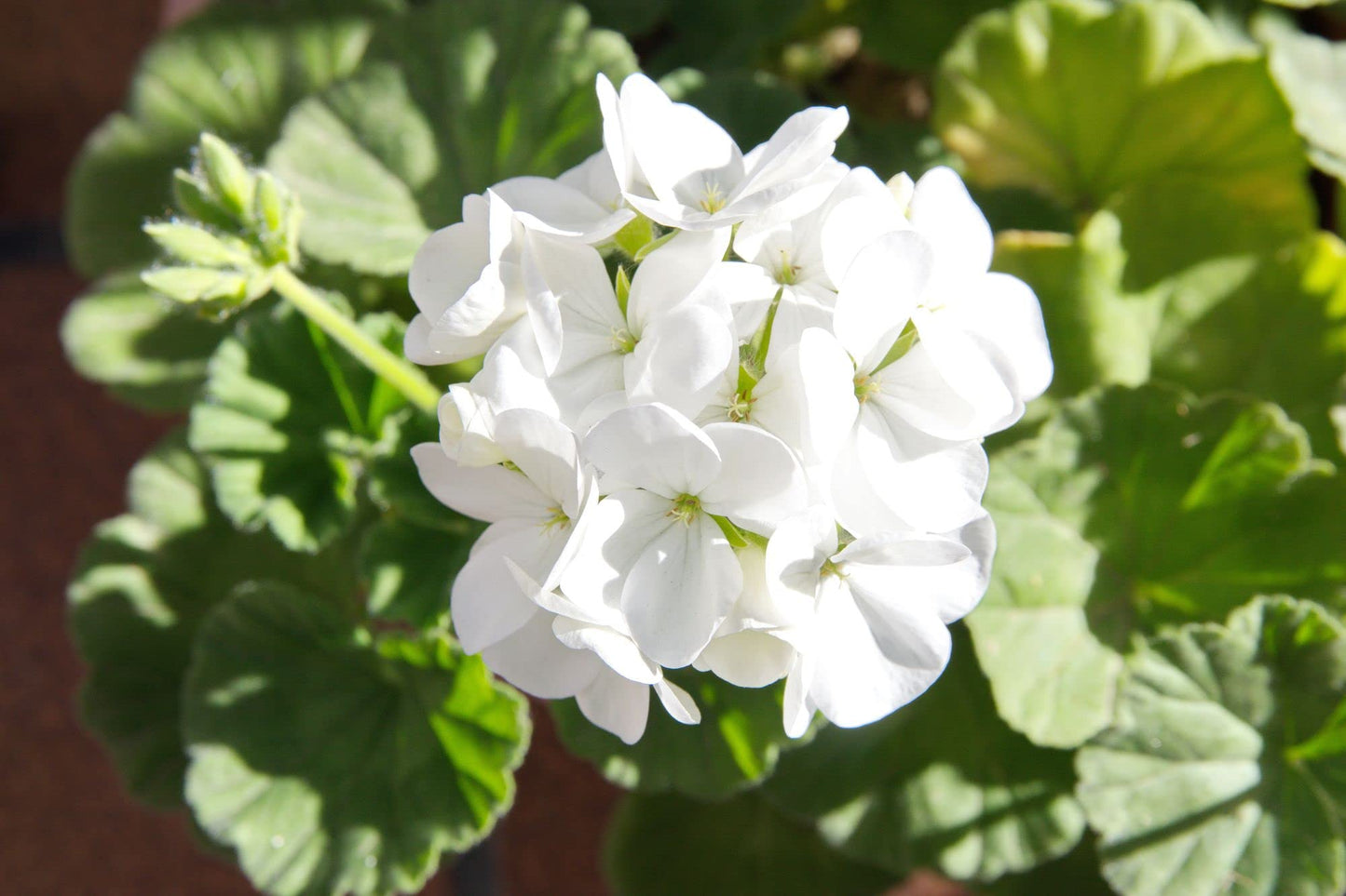 Geranium 'White' - Full Plant Packs