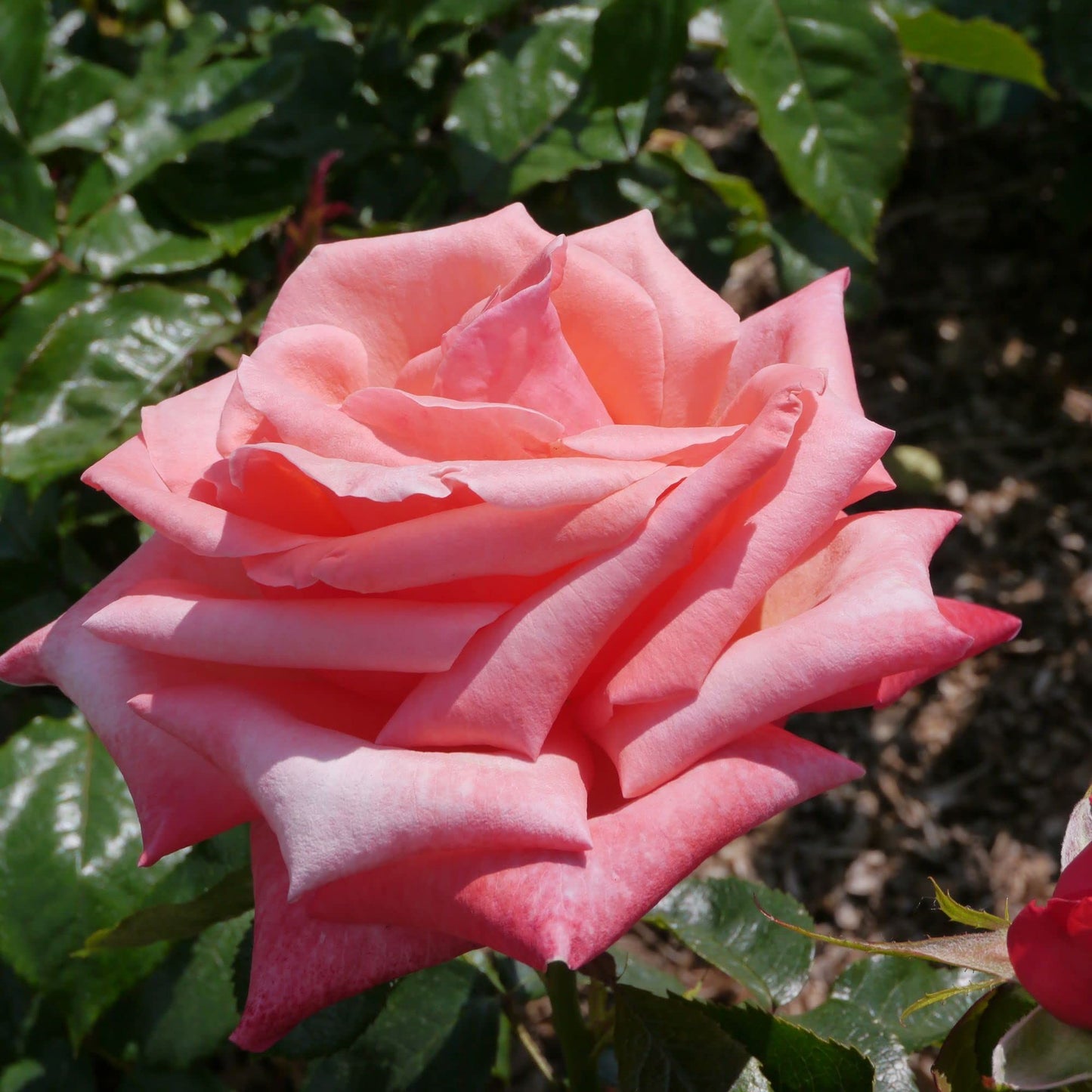 Rose Plants - Hybrid Tea - 'Silver Jubilee' - 1 x Full Plant in 5L Pot