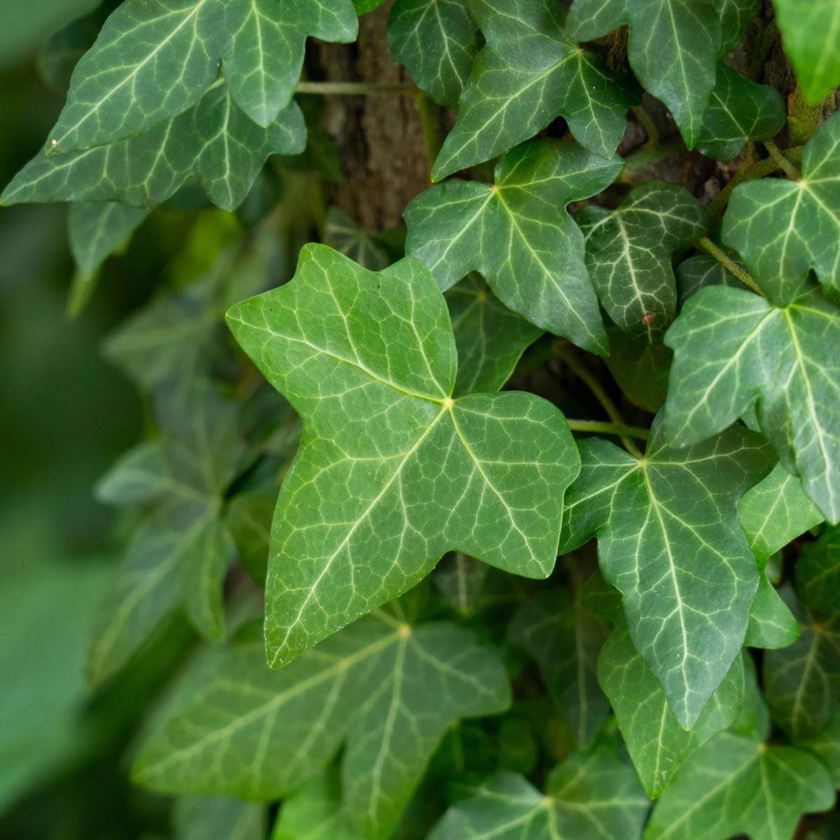 Garden Perennial - Ivy 'Hedera Helix' - 1 x Full Plant in a 1 Litre Pot