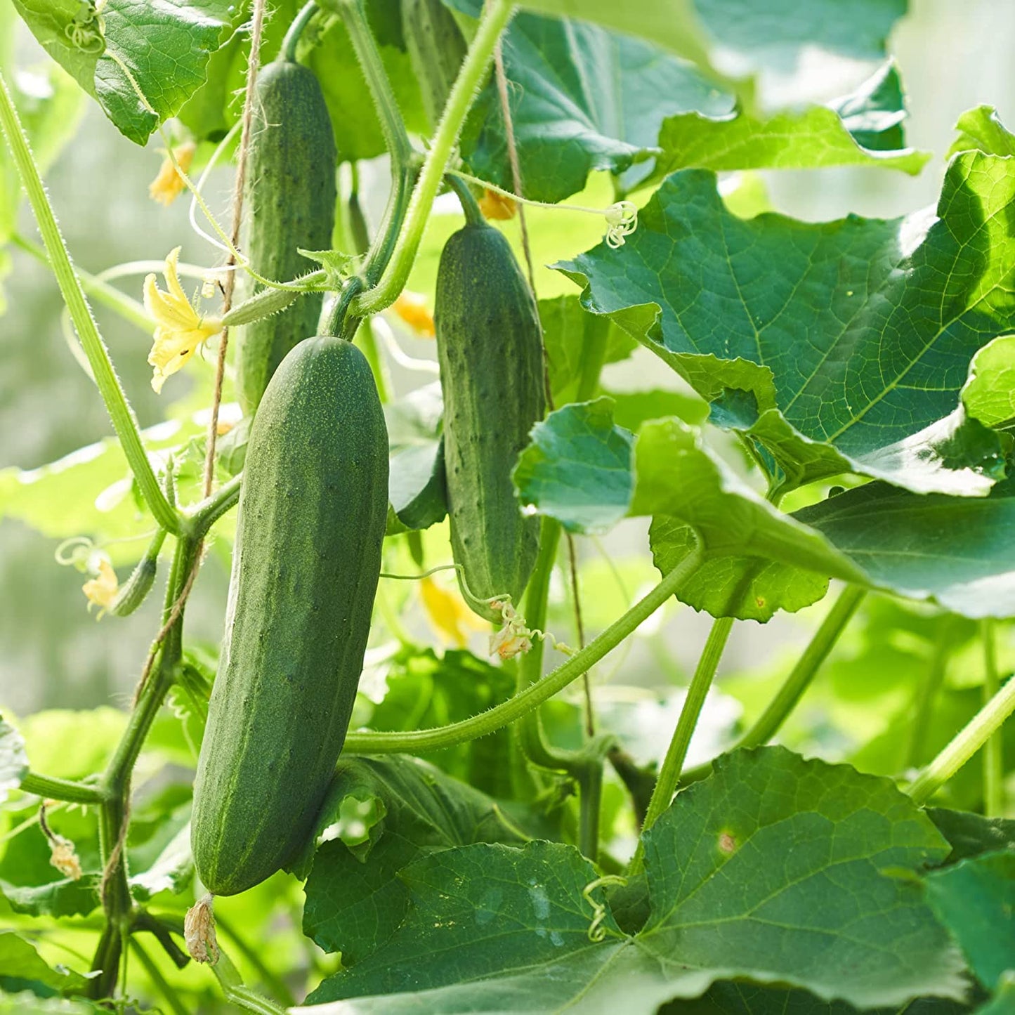Vegetable Plants - Cucumber 'Tribute' - 9 x Plug Plant Pack