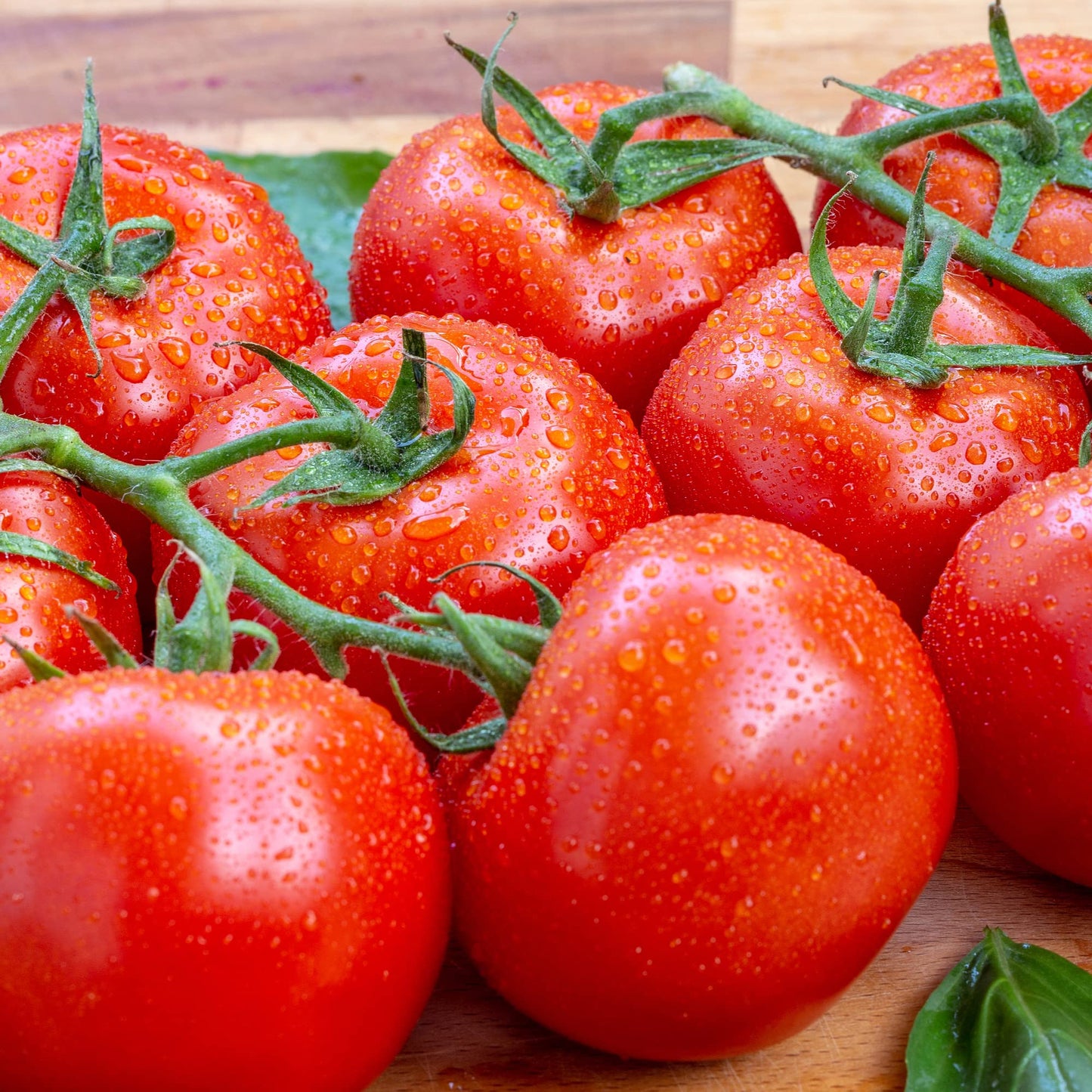 Tomato 'Gardeners Delight' - 18 x Plug Plant Pack