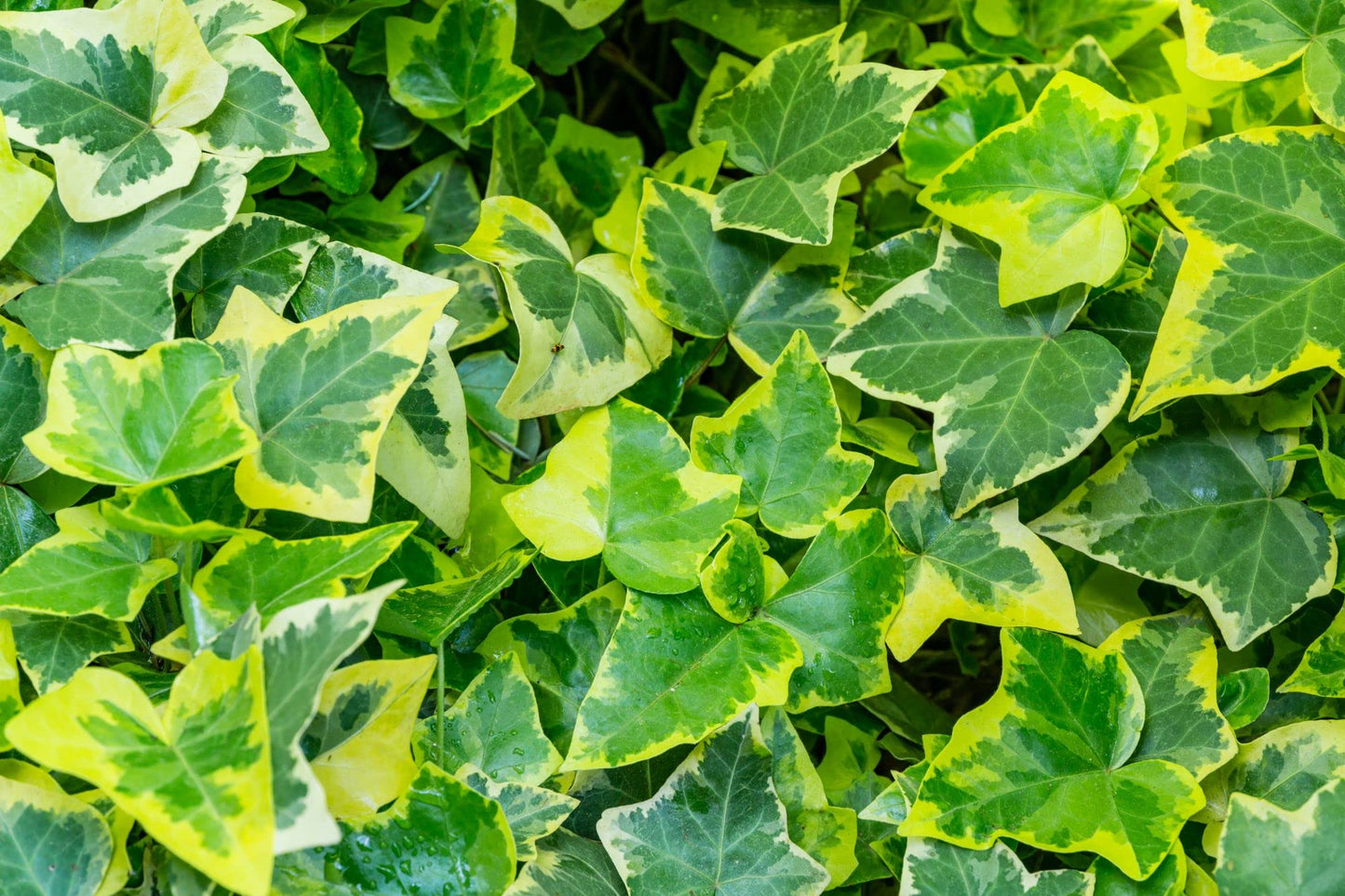 Variegated English Ivy - 2 x Full Plants in 1 Litre Pots