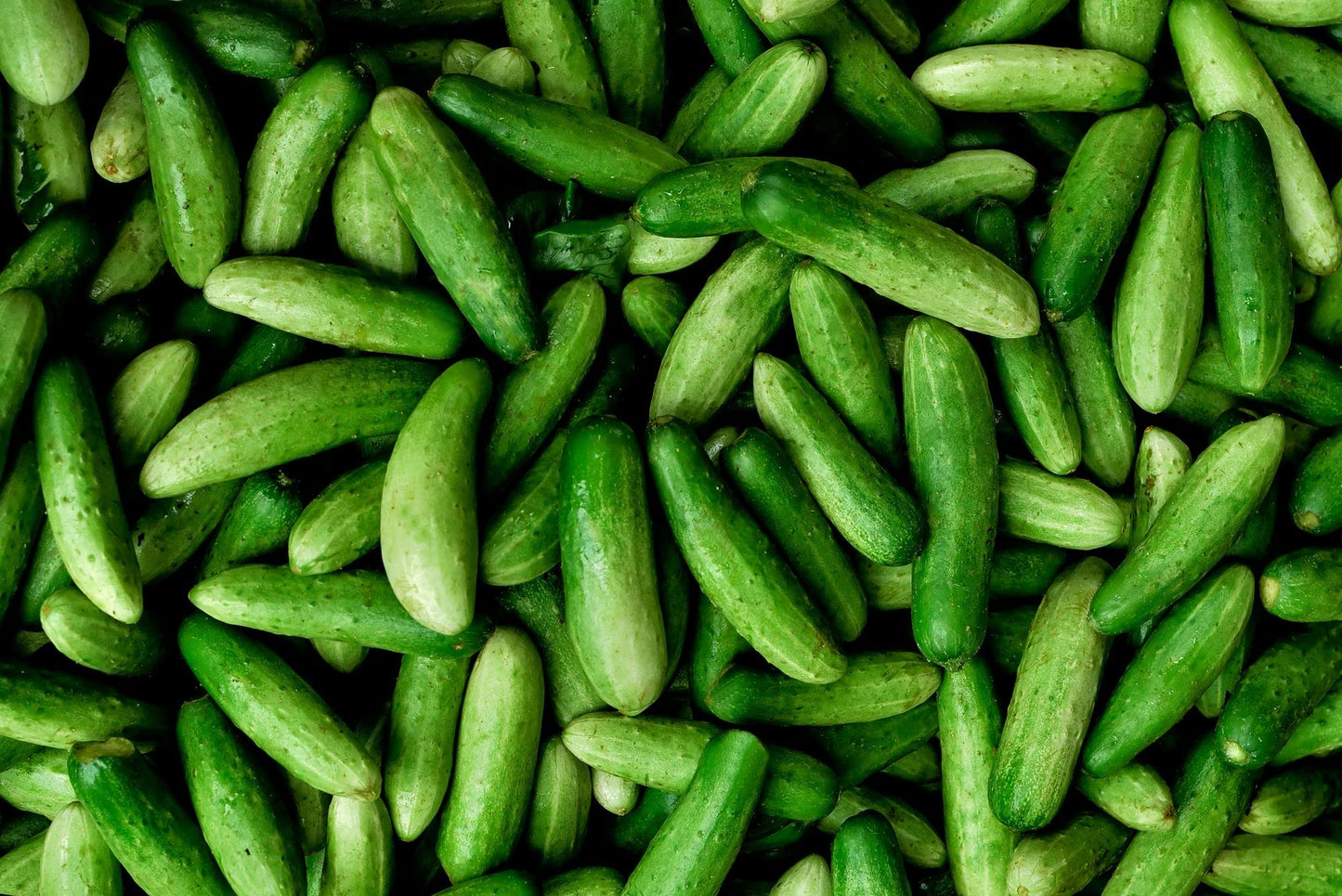 Vegetable Plants - Cucumber 'Petita' - 2 x Large Plants in 9cm Pots