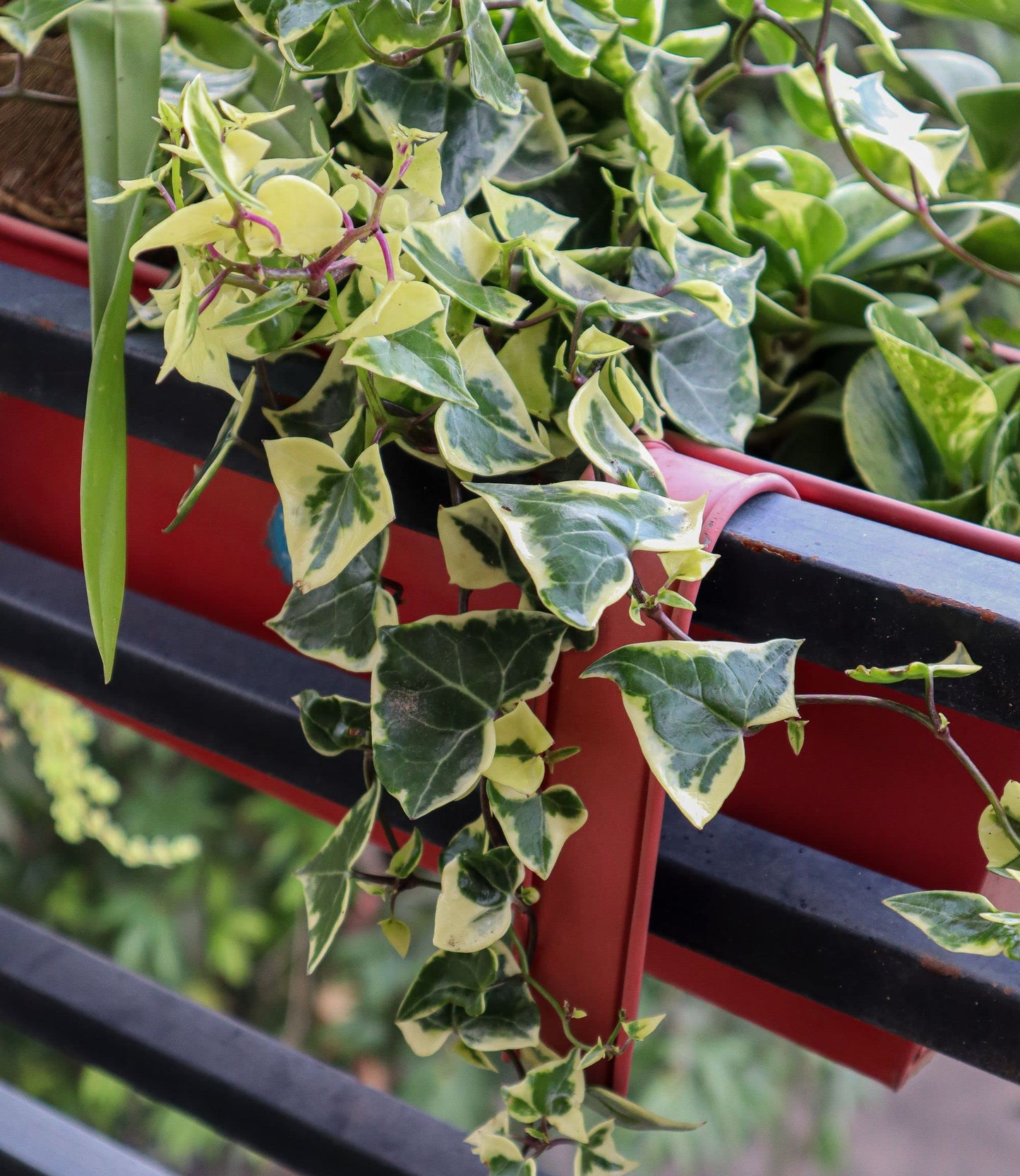 Variegated English Ivy - 2 x Full Plants in 1 Litre Pots