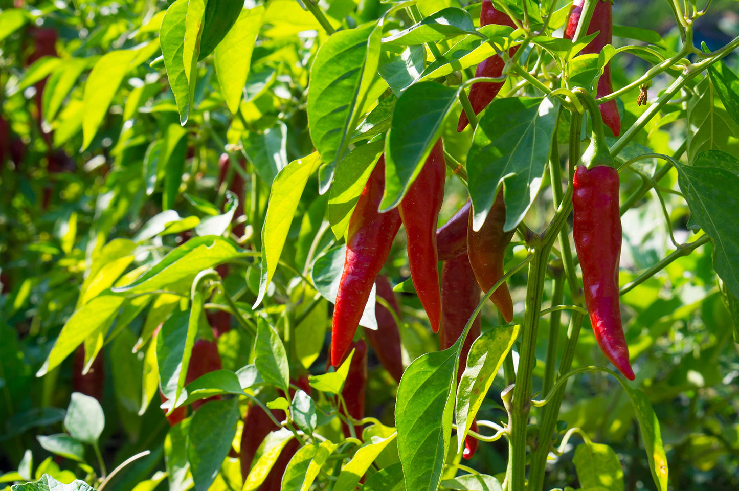 'Cheyenne' Chilli Pepper - 2 x Full Plants in 9cm Pots