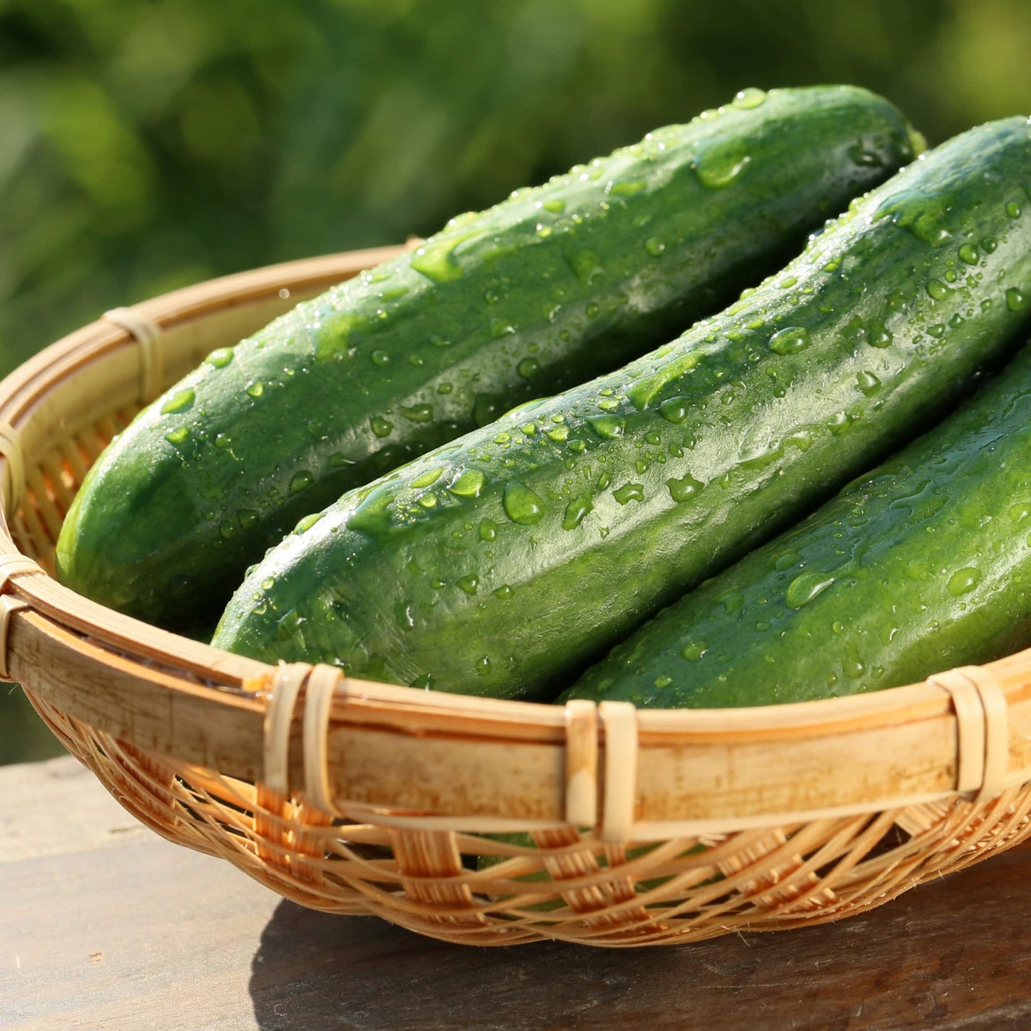 Vegetable Plants - Cucumber 'Petita' - 3 x Plug Plant Pack