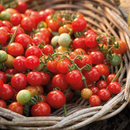 Tomato Plants - 'Tumbler' - 3 x Full Plants in Pots