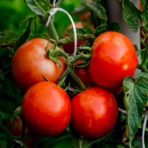 Tomato Plants - 'Alicante' - 6 x Plug Plant Pack
