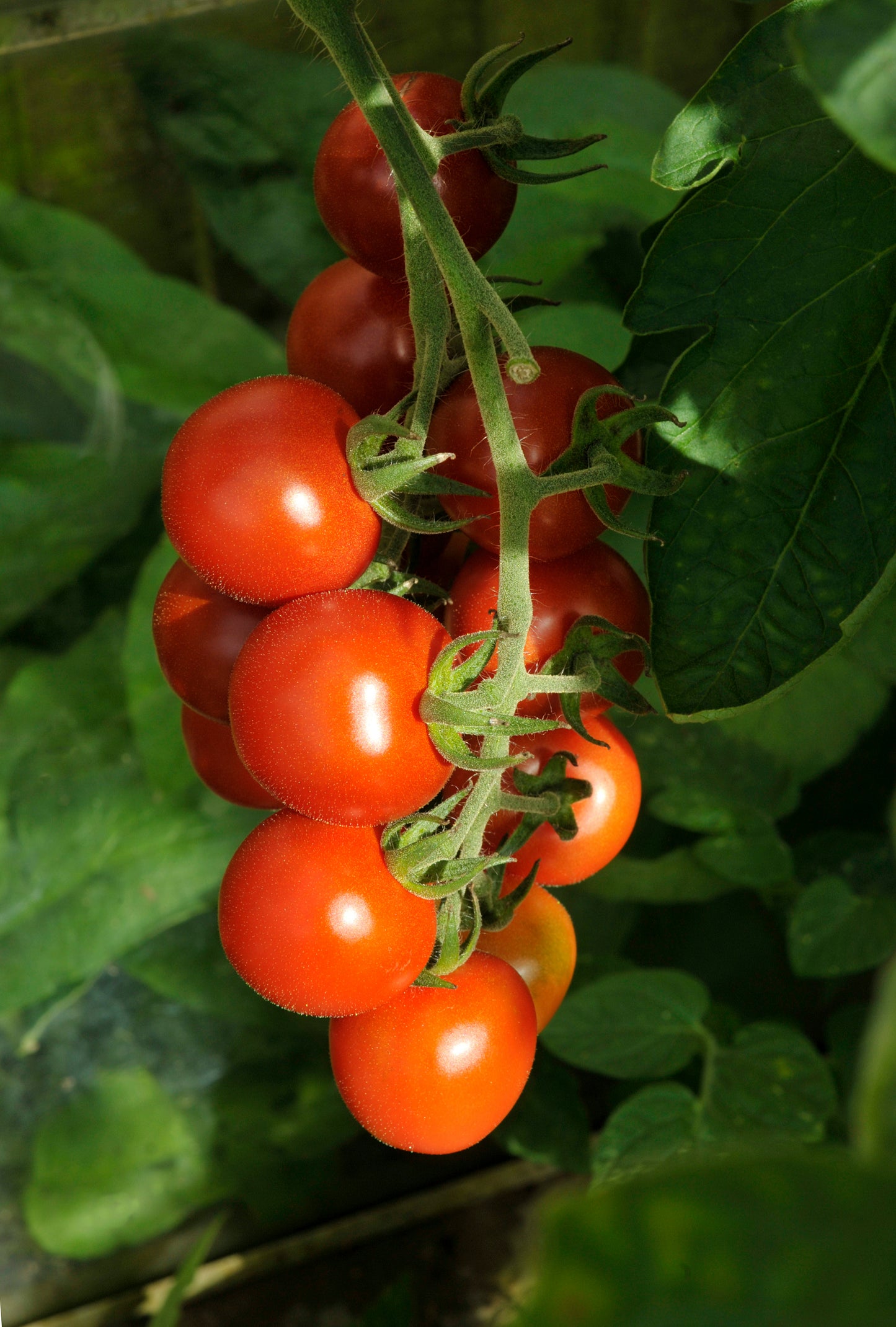 Tomato Plants - 'Alicante' - 6 x Plug Plant Pack