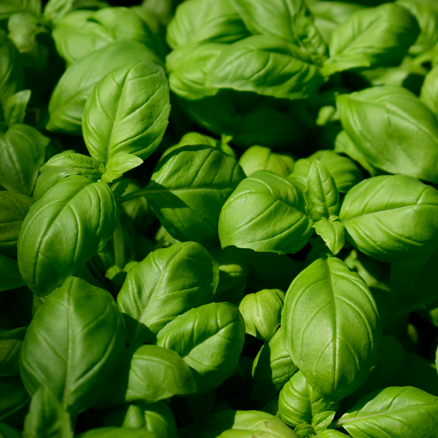 Herb Plants - Basil 'Sweet Genovese' - 1 x Full Plant in 1 Litre Pot
