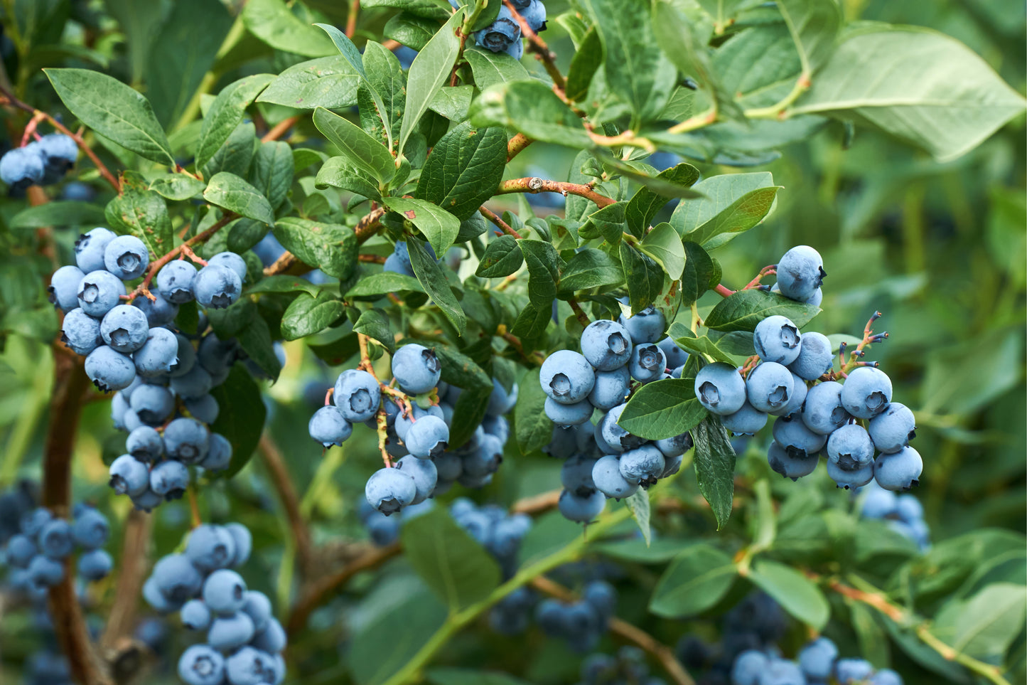 Fruit Plants - Blueberry 'Sunshine Blue' - 3 x Full Plants in 2 Litre Pots