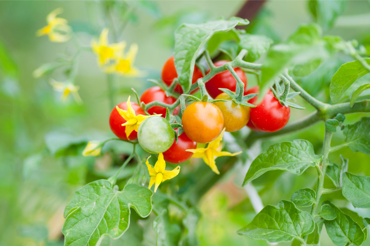 Tomato Plant Mixed Pack - 'Gardener's Delight' and 'Tumbling Tom Red' - 6 x Large Plants in 9cm Pots