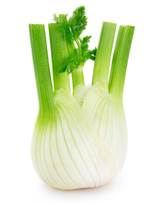 Herb Plants - Fennel - 1 x Full Plant in a 9cm Pot