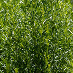 Herb Plants - Tarragon - 2 x Full Plants in 9cm Pots