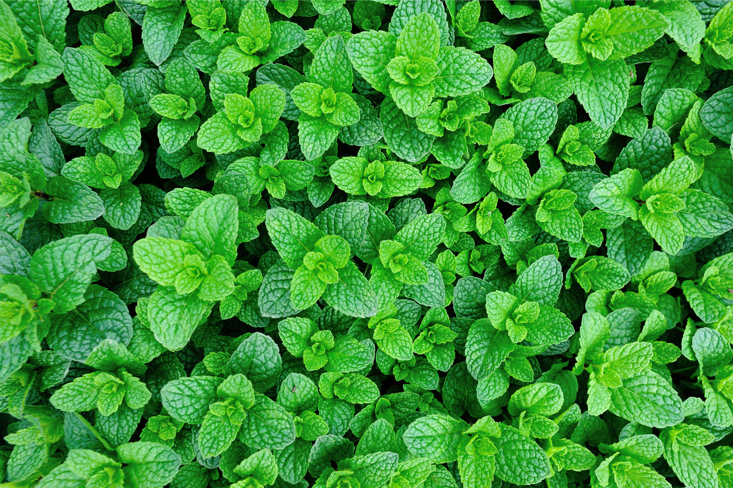 Herb Plants - Garden Mint - 3 x Full Plants in 9cm Pots