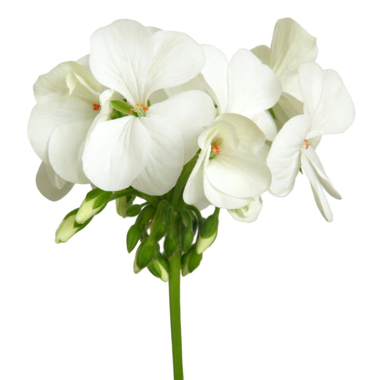Geranium 'White' - 20 x Full Plant Pack