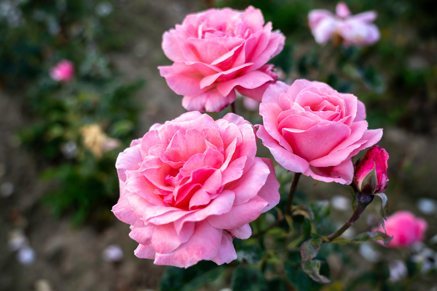 Rose Plants - Floribunda - 'Queen Elizabeth' - 1 x Full Plant in 5L Pot
