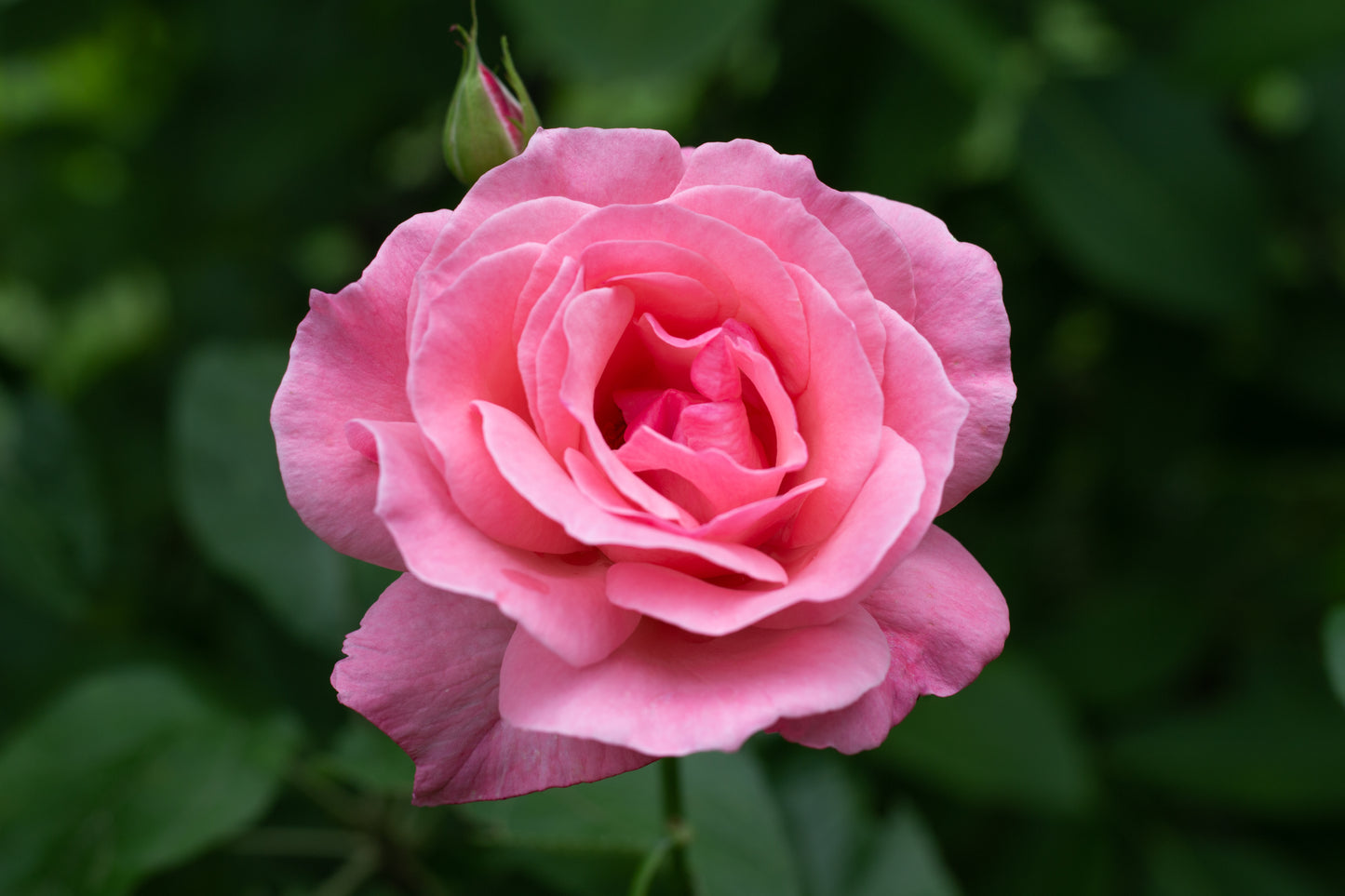 Rose Plants - Floribunda - 'Queen Elizabeth' - 1 x Full Plant in 5L Pot