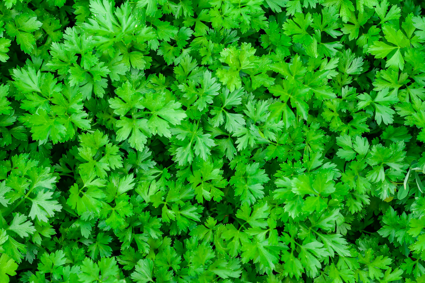 Herb Plants - Parsley 'Krausa' - 6 x Plug Plant Pack