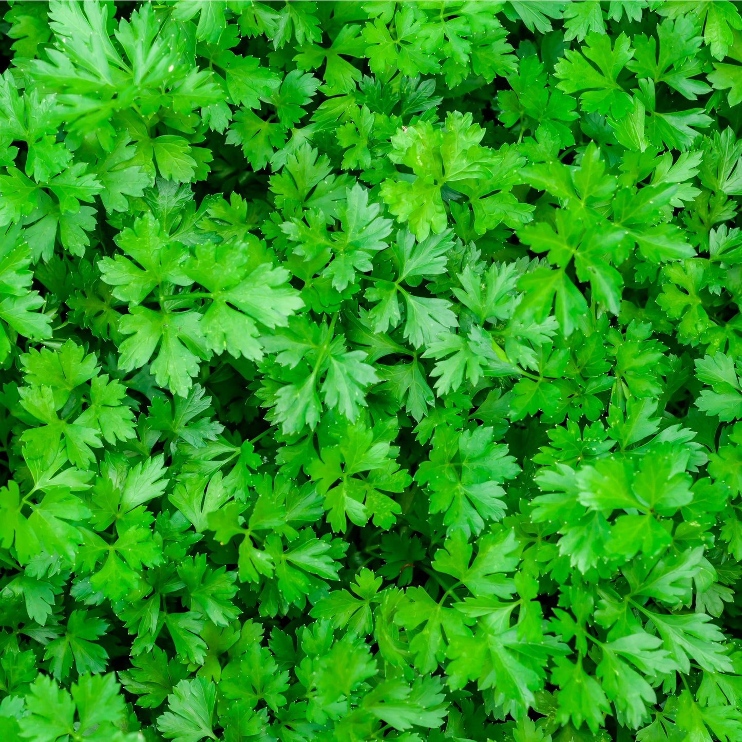 Herb Plants - Parsley 'Krausa' - 2 x Full Plants in 9cm Pots