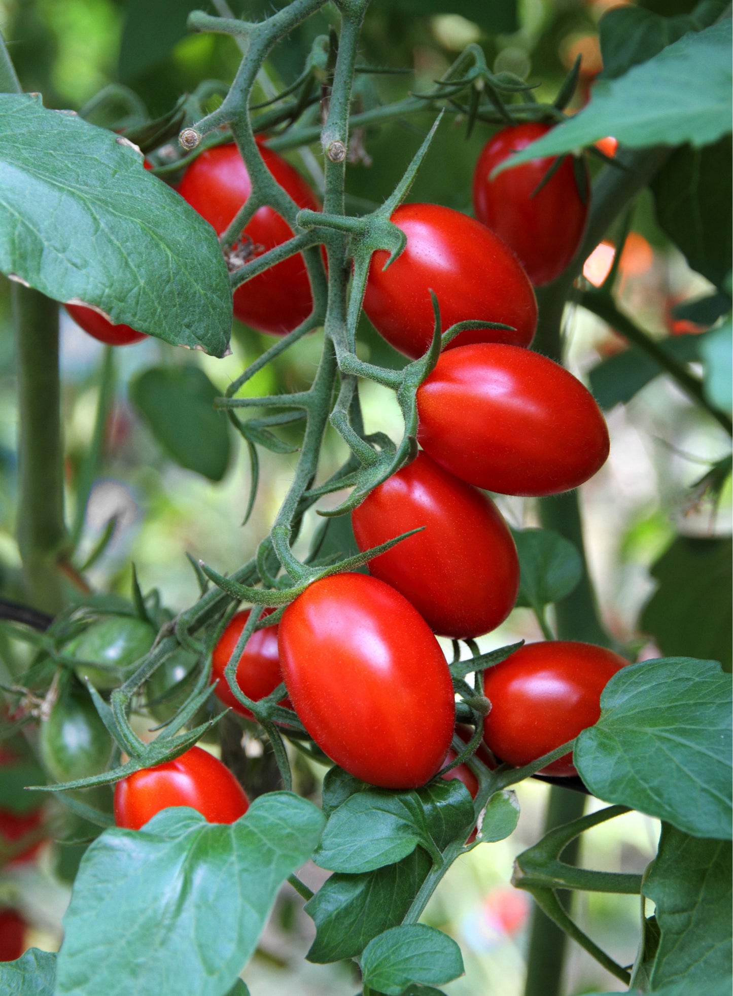 Tomato Plants - 'Plum Roma' - 6 x Plug Plant Pack