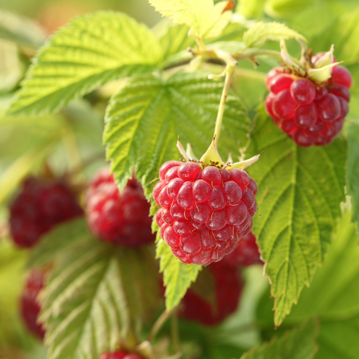 Fruit Plants - Raspberry 'Polka' - 1 x Full Plant in a 2 Litre Pot